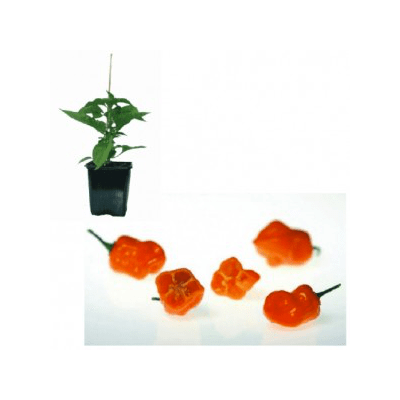2-x-hot-habanero-jungpflanze
