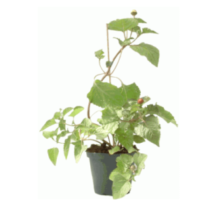 Parakresse Jambu Jungpflanze – Bild 1