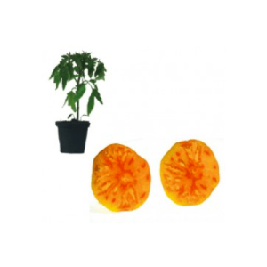 Ananastomate Jungpflanze – Bild 1