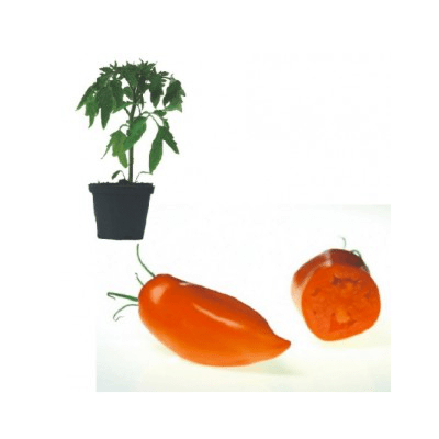 andenhorn-jungpflanze