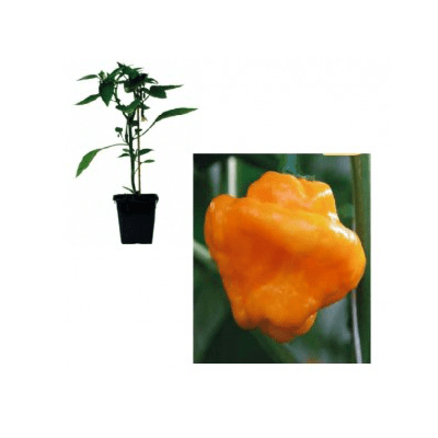 animo-yellow-f1-jungpflanze