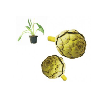 artischocke-green-globe-jungpflanze