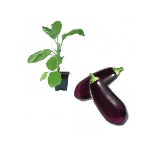 Aubergine Madonna F1 Jungpflanze – Bild 1