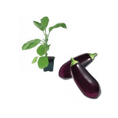 aubergine-madonna-f1-jungpflanze