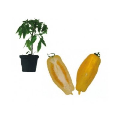 banana-legs-jungpflanze