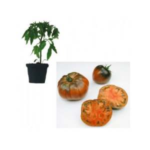 Black Krim Jungpflanze – Bild 1
