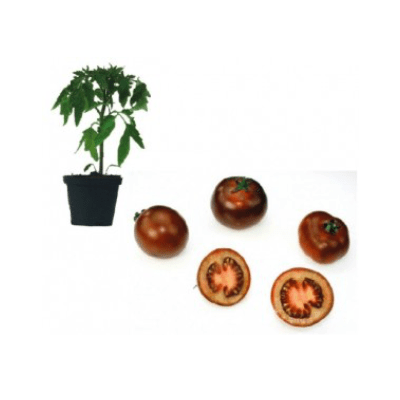 black-tomato-jungpflanze