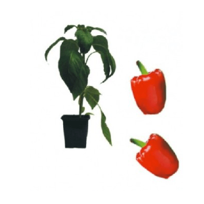 block-paprika-bontempi-f1-jungpflanze-aid-733b