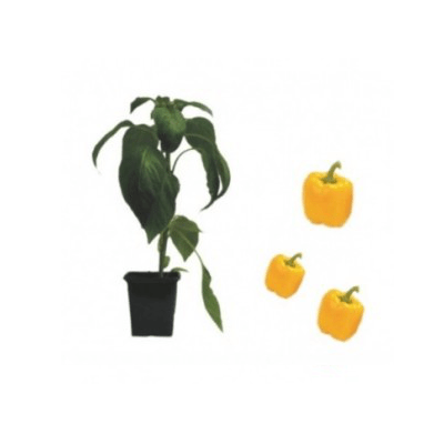block-paprika-luteus-f1-jungpflanze-aid-734b