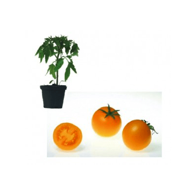 bolzano-f1-jungpflanze