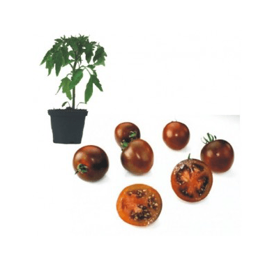 bombonera-f1-jungpflanze