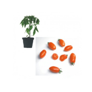 Caprese F1 Jungpflanze veredelt – Bild 1