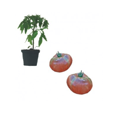carbon-jungpflanze