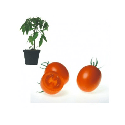 cencara-f1-jungpflanze-aid-315b