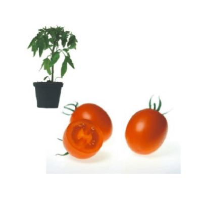 cencara-f1-jungpflanze