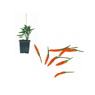 chili-klein-jungpflanze