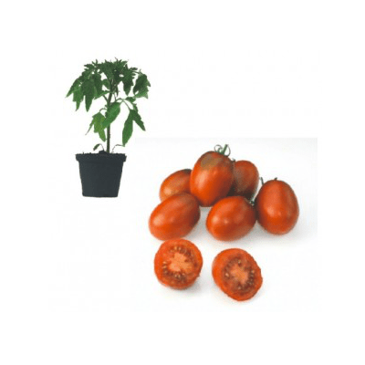 chwarze-pflaume-jungpflanze