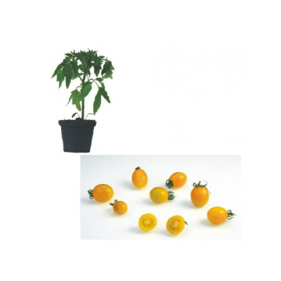 cuban-yellow-grape-jungpflanze