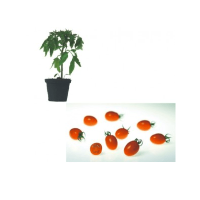 dasher-f1-jungpflanze