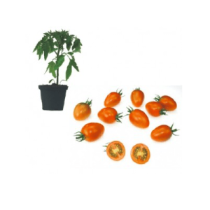 Flavorino F1 Jungpflanze – Bild 1