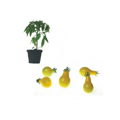 gelbe-birne-jungpflanze