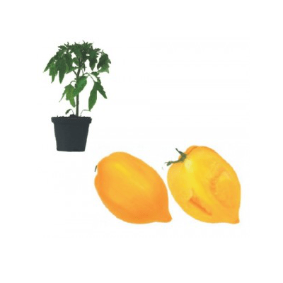 gelbe-paprikatomate-jungpflanze