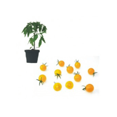 golden-currant-jungpflanze-aid-459s