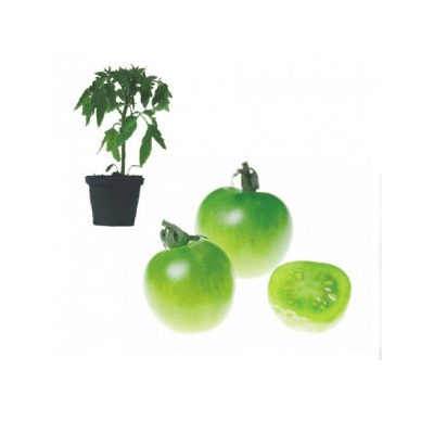 green-doctors-jungpflanze