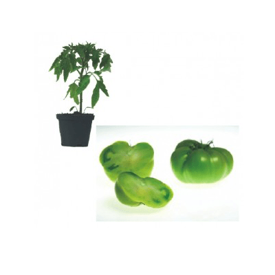 green-moldava-jungpflanze