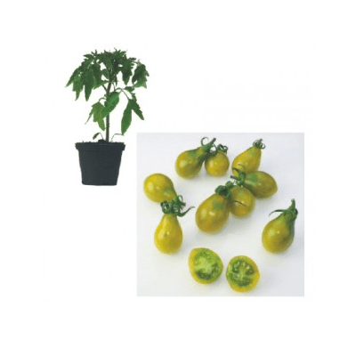 gruene-birne-jungpflanze