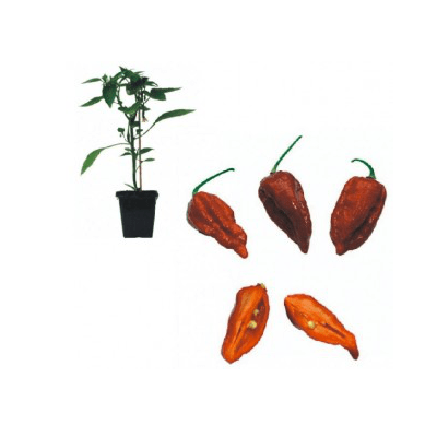 habanero-bih-jolokia-jungpflanze