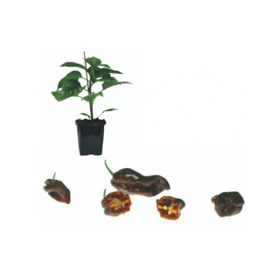 habanero-braun-jungpflanze