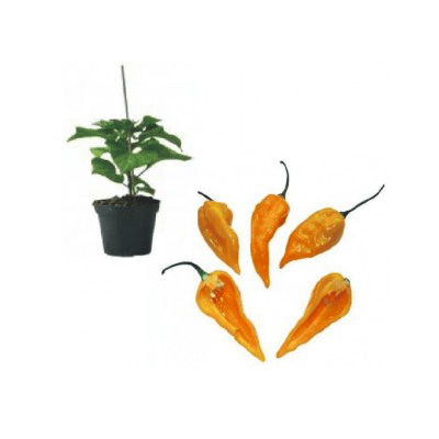 habanero-fatalii-jungpflanze