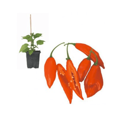 habanero-hot-latern-jungpflanze
