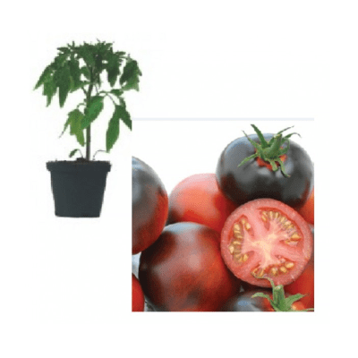 indigo-apple-jungpflanze-aid-741b