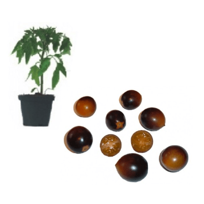 indigo-kumquat-jungpflanze