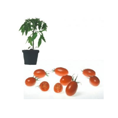 juliet-f1-jungpflanze