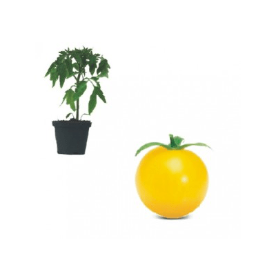 limoncito-f1-jungpflanze