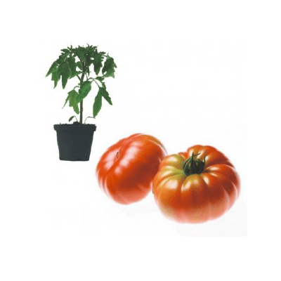 marinda-f1-jungpflanze