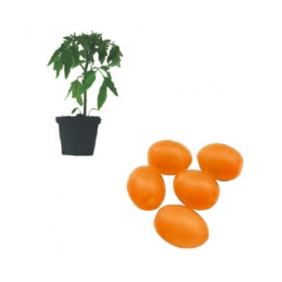nugget-f1-jungpflanze