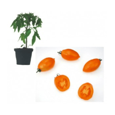 orange-banana-jungpflanze