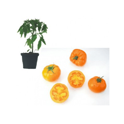 orange-strawberry-jungpflanze