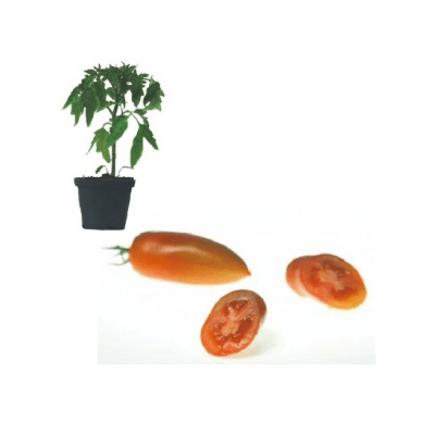 oskar-f1-jungpflanze