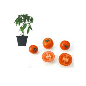 Pannovy F1 Jungpflanze – Bild 1