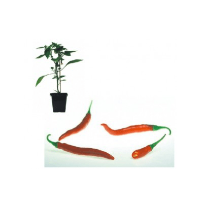 peperoni-jungpflanze