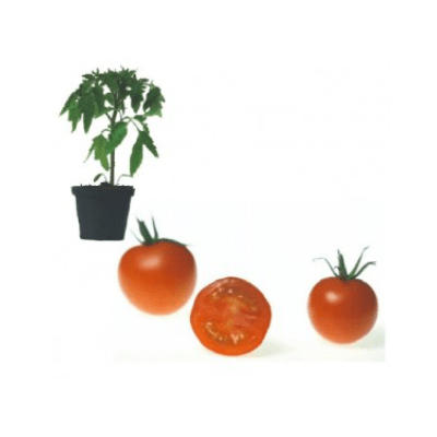 picolino-f1-jungpflanze