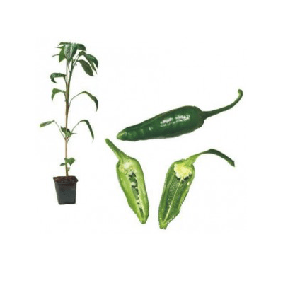 pimientos-de-padron-jungpflanze