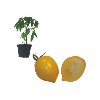 plum-lemon-jungpflanze
