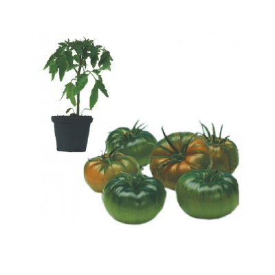 raf-conquista-f1-jungpflanze