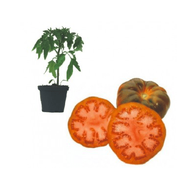 raf-tomate-jungpflanze